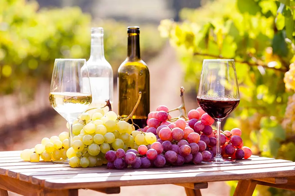 Kakheti Wine Tour from Tbilisi